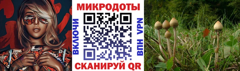 Псилоцибиновые грибы GOLDEN TEACHER  Рославль 